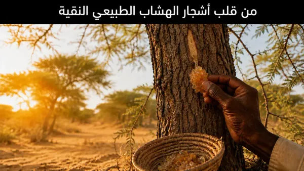 من قلب أشجار الهشاب الطبيعي النقية - AKASIA Heritage Hashab Trees